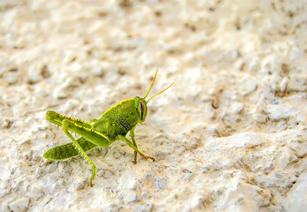 Grasshopper