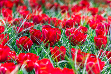 closeup of a tulips field