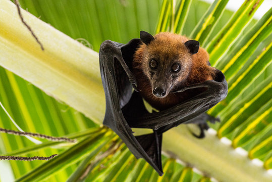 Fruit bat hanging upside down on a palm tree in Maratua Island, Kalimantan, Borneo, Indonesia