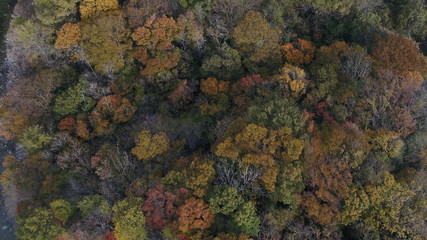 Fototapeta na wymiar Akiu's autumnal leaves (drone shot)