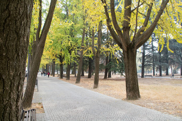 path with trees in autumn