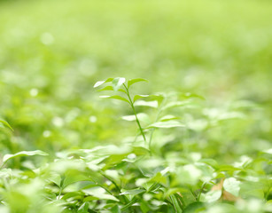 Obraz premium Image leaves at intend take not clear give are background