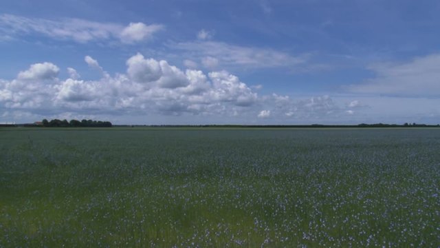  Flax cultivation in a polder in the Dutch province Zealand + pan.  Farmhouse with trees as a windbreak and row of dunes at horizon. ZEELAND, THE NETHERLANDS - JUNE 2015