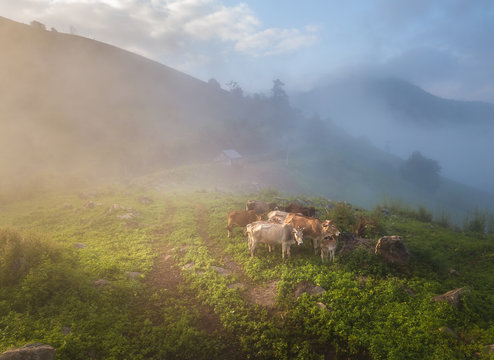 Fog on the Mountain at Mae Hong Son province, Northern Thailand