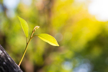 branching of tree. using as nature background