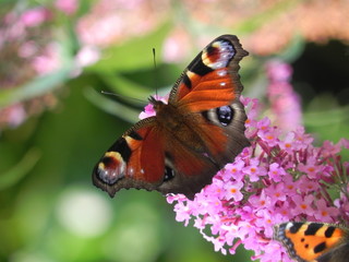 Tagpfauenauge auf Fliederbusch