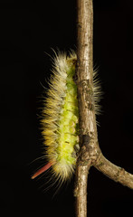 Caterpillar vertical climbing up on tree twig