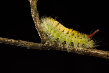 Fototapeta premium Caterpillar on branch bifurcation