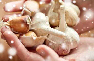 close up of woman hands holding garlic