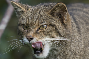 Scottish highland wildcat portrait while stalking, hunting expression