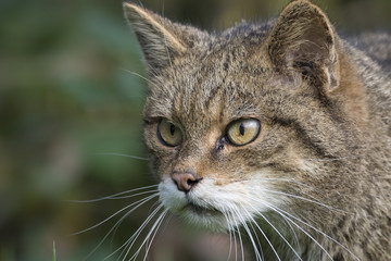 Scottish highland wildcat portrait while stalking, hunting expression