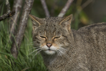 Scottish highland wildcat portrait while stalking, hunting expression