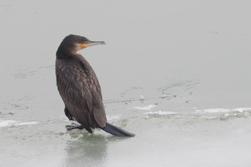 elegant brown great cormorant looking at the camera