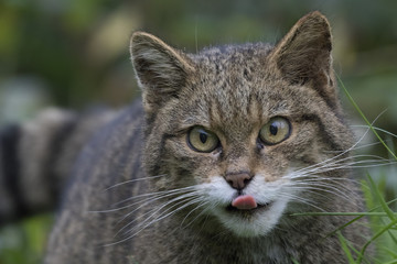 Scottish highland wildcat portrait while stalking, hunting expression