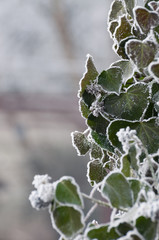 green ivy during winter