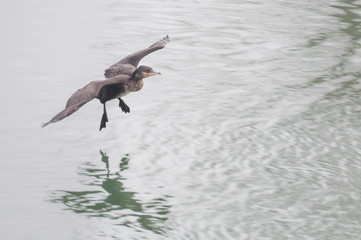 elegant great cormorant lifting from the water