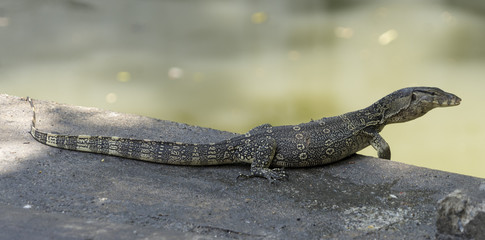 Monitor lizard in a klong in Bangkok Thailand