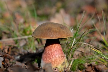 Champignon

