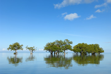 Mangrove trees in the Visayas