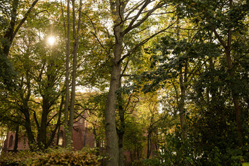 Herbstwald mit Sonne auf Usedom