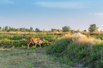 Naklejka premium cow animal walking on the field, outdoor background.