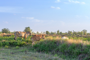 Fototapeta na wymiar cow animal walking on the field, outdoor background.