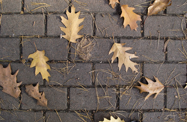 leaves beautifully fall from trees to asphalt
