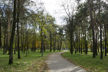 green vegetation in the city park in autumn