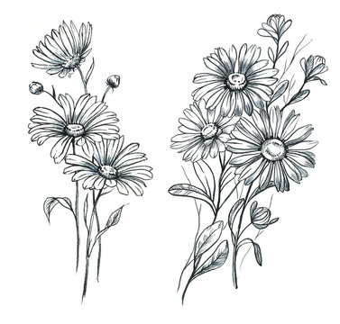 Hand drawn line art and watercolor chamomile flowers. Graphic daisies blossom, feminine tattoo designs. Blooming floral bouquets