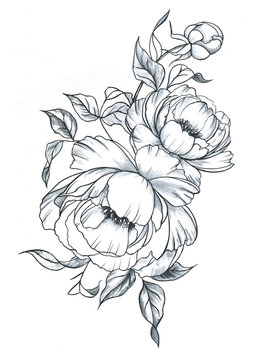Fototapeta Hand drawn line art ink and watercolor peonies in graphic style. Feminine tattoo sketch, spring floral blooming, black and white illustration.