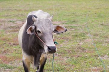 Fototapeta premium portrait Thailand cow black and white color on the field. siam cow eating grass in the outdoor.
