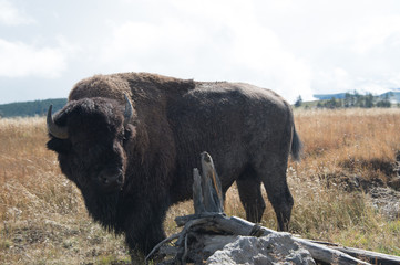 Bison Closeup, in dry meadow