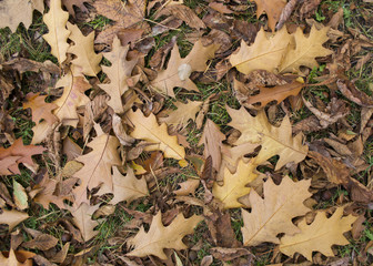 autumn leaves fall from the trees form a natural beautiful background