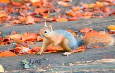 Red Squirrel with autumn leaves, Yedigoller