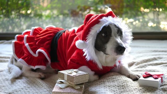 Adorable Dog In Santa Claus Costume At Xmas. Closeup. 4K. 