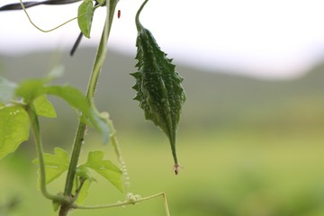 Bitter cucumber green color on tree in nature background