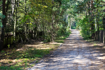 The dirt road in a forest