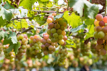 熟れ始めの鈴なりの葡萄の実