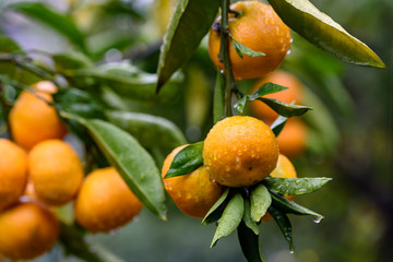 雨に濡れた温州ミカンの実