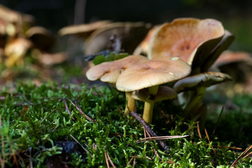 Wild mushrooms in the forest