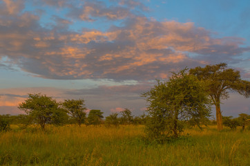Fototapeta premium African landscape