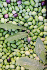 Green Olives Crop