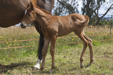 Baby horse. A foal and mare 02