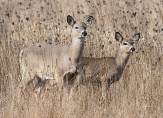 Deer grazing