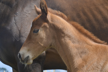 Baby horse. A foal and mare 01