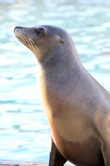 Fototapeta premium Portrait of a californian sea lion