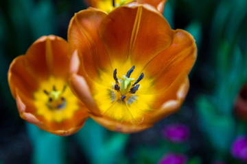 Beautiful Flowers