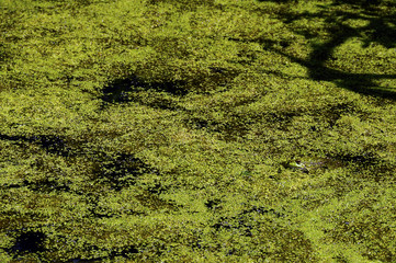Frog hidden in water lenses
