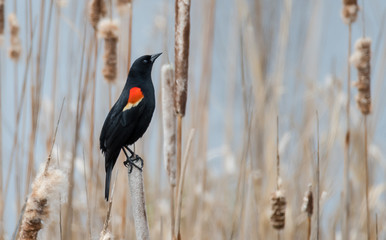 Red-Winged Blackbird