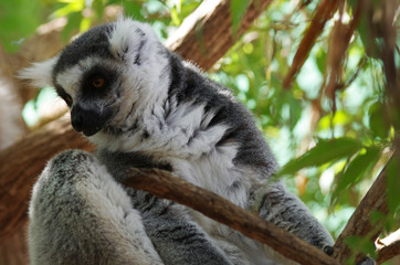 Ring-tailed lemur